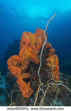 Stock Photograph - Curly bright orange sponge with greyish whip coral.. Fotosearch