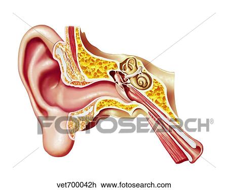 Cutaway diagram of human ear. View Large Illustration Drawing - Cutaway diagram of human ear.. Fotosearch