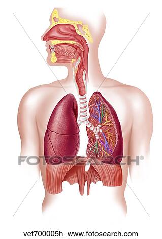 Drawing - Cutaway diagram of human respiratory system.. Fotosearch