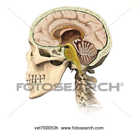 Cutaway view of human skull showing brain details, side view. View Large Illustration Drawing - Cutaway view of human skull showing brain details, side view.. Fotosearch