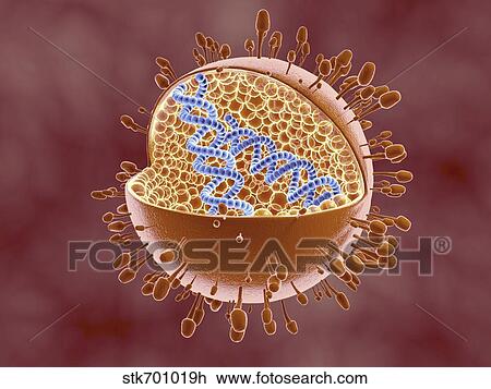 Drawing - Cutaway view of Reoviridae virus showing dna inside.. Fotosearch