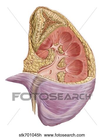Cutaway view of the human kidney and adrenal gland. View Large Illustration Drawing - Cutaway view of the human kidney and adrenal gland.. Fotosearch