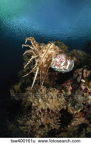 Cuttlefish, Indonesia. View Large Photo Image Stock Photograph - Cuttlefish, Indonesia.. Fotosearch