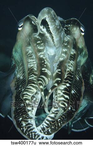 Cuttlefish, Indonesia. View Large Photo Image Stock Photograph - Cuttlefish, Indonesia.. Fotosearch
