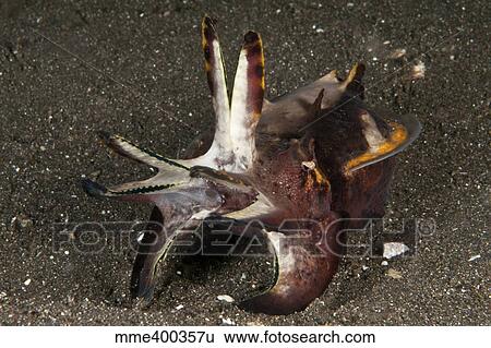 Stock Photograph - Cuttlefish with tentacles extended, North Sulawesi.. Fotosearch
