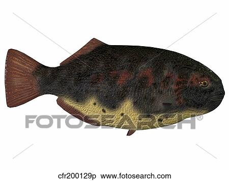Stock Illustration - Dapedius, an extinct species of primitive ray-finned fish.. Fotosearch