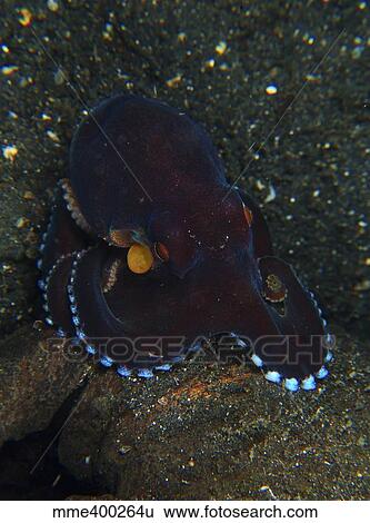 Darkly-colored coconut octopus, North Sulawesi. View Large Photo Image Stock Photograph - Darkly-colored coconut octopus, North Sulawesi.. Fotosearch