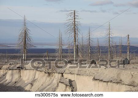 Stock Photograph - Dead trees beside erosion gulley revealing pyroclastic flow deposits.. Fotosearch