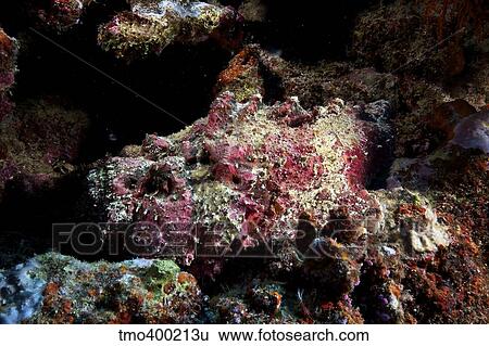 Stock Photograph - Deadly south pacific stonefish camouflaged in the reef, Fiji.. Fotosearch