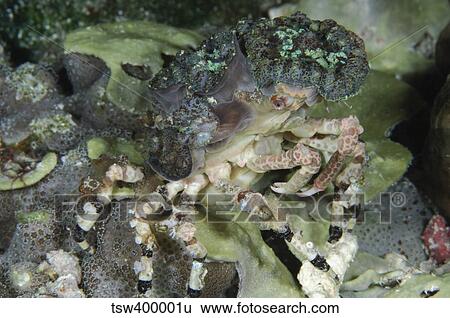 Decorator Crab, Indonesia. View Large Photo Image Stock Photograph - Decorator Crab, Indonesia.. Fotosearch