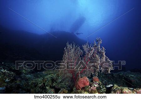 Deep reef scene in Fiji with a beautiful gorgonian fan. View Large Photo Image Stock Photograph - Deep reef scene in Fiji with a beautiful gorgonian fan.. Fotosearch