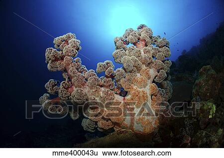 Dendronephthya soft coral, Acasta Reef, Indonesia. View Large Photo Image Stock Photograph - Dendronephthya soft coral, Acasta Reef, Indonesia. . Fotosearch