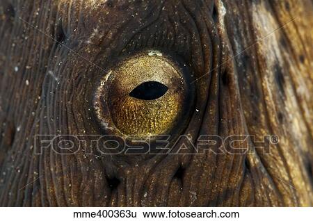 Stock Photograph - Detail of the eye of a snake eel, North Sulawesi, Indonesia.. Fotosearch