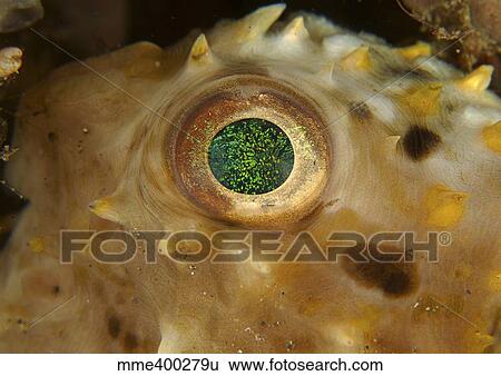 Stock Photograph - Detail of the green speckled eye of a juvenile porcupinefish.. Fotosearch