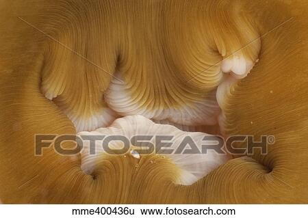 Stock Photograph - Detail of the mouth of a beige and white anemone, North Sulawesi.. Fotosearch