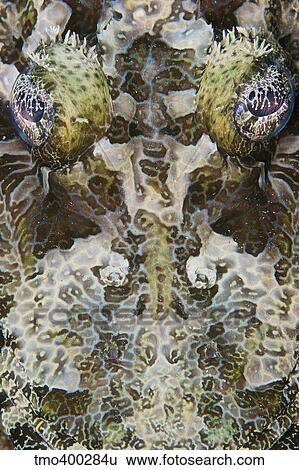 Detailed close-up view of a Crocodile Fish face, Papua New Guinea. View Large Photo Image Stock Photograph - Detailed close-up view of a Crocodile Fish face, Papua New Guinea.. Fotosearch