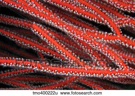 Stock Photograph - Detailed close-up view of soft coral polyps feeding, Fiji.. Fotosearch