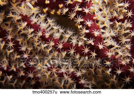 Detailed close-up view of soft coral polyps, Fiji. View Large Photo Image Stock Photograph - Detailed close-up view of soft coral polyps, Fiji.. Fotosearch