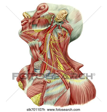 Drawing - Detailed dissection view of human neck.. Fotosearch