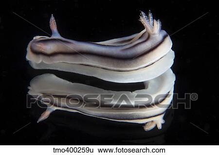 Detailed view of a beautiful nudibranch reflection captured on a mirror. View Large Photo Image Stock Photograph - Detailed view of a beautiful nudibranch reflection captured on a mirror.. Fotosearch