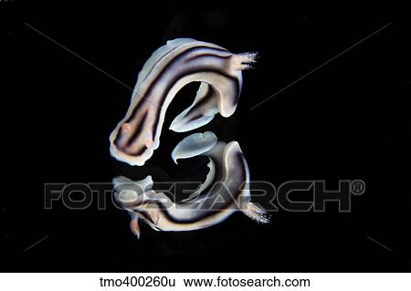 Stock Photograph - Detailed view of a beautiful nudibranch reflection captured on a mirror.. Fotosearch