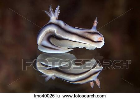 Detailed view of a beautiful nudibranch reflection captured on a mirror. View Large Photo Image Stock Photograph - Detailed view of a beautiful nudibranch reflection captured on a mirror.. Fotosearch