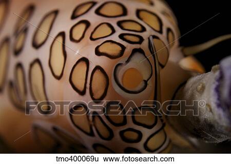 Detailed view of a Flamingo Tongue Snail. View Large Photo Image Stock Photograph - Detailed view of a Flamingo Tongue Snail.. Fotosearch