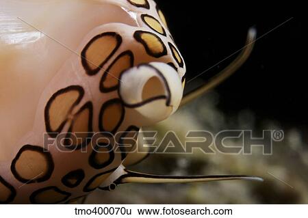 Detailed view of a Flamingo Tongue Snail. View Large Photo Image Stock Photograph - Detailed view of a Flamingo Tongue Snail.. Fotosearch