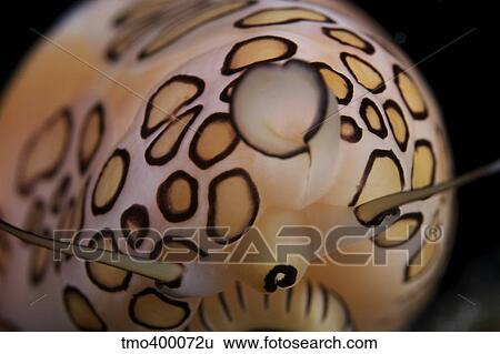 Detailed view of a Flamingo Tongue Snail. View Large Photo Image Stock Photograph - Detailed view of a Flamingo Tongue Snail.. Fotosearch