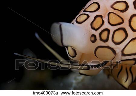 Detailed view of a Flamingo Tongue Snail. View Large Photo Image Stock Photograph - Detailed view of a Flamingo Tongue Snail.. Fotosearch