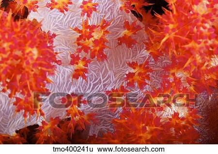 Detailed view of soft coral revealing the spicules that give stability to its form, Fiji. View Large Photo Image Stock Photograph - Detailed view of soft coral revealing the spicules that give stability to its form, Fiji.. Fotosearch