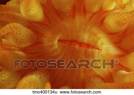 Stock Photograph - Detailed view of yellow tube coral (Tubastrea) polyps mouth.. Fotosearch