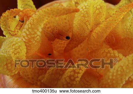 Stock Photograph - Detailed view of yellow tube coral (Tubastrea) polyps with parasites.. Fotosearch