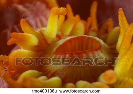 Detailed view of yellow tube coral (Tubastrea) polyps mouth. View Large Photo Image Stock Photograph - Detailed view of yellow tube coral (Tubastrea) polyps mouth.. Fotosearch