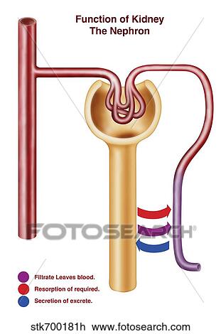 Drawing - Diagram of a nephron, the functional unit of excretion in the kidney.. Fotosearch
