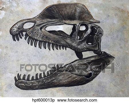 Stock Illustration - Dilophosaurus dinosaur skull.. Fotosearch