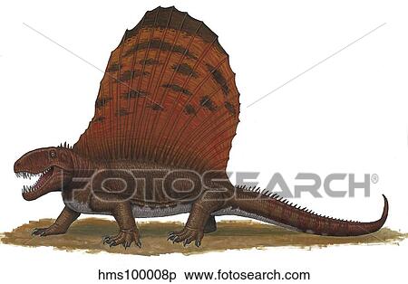 Dimetrodon, an apex predator during the Early Permian period of time. View Large Illustration Stock Illustration - Dimetrodon, an apex predator during the Early Permian period of time.. Fotosearch