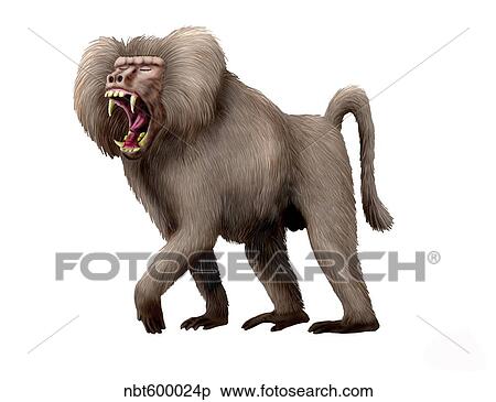 Dinopithecus ingens, Pliocene of South Africa. View Large Illustration Stock Illustration - Dinopithecus ingens, Pliocene of South Africa.. Fotosearch