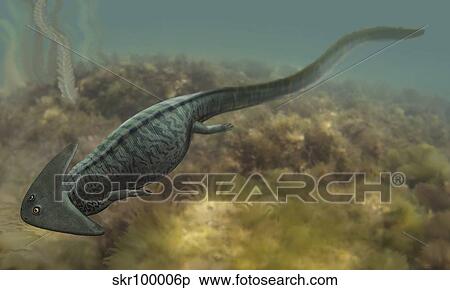 Diplocaulus salamandroides, a prehistoric animal from the Paleozoic Era. View Large Illustration Stock Illustration - Diplocaulus salamandroides, a prehistoric animal from the Paleozoic Era.. Fotosearch