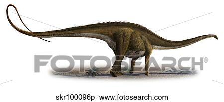 Stock Illustration - Diplodocus longus, a prehistoric era dinosaur.. Fotosearch