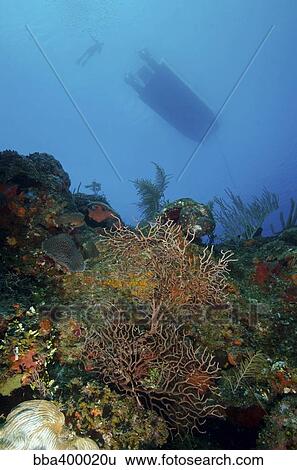 Diver and boat above black coral bushes in French Cay, Turks and Caicos. View Large Photo Image Stock Photograph - Diver and boat above black coral bushes in French Cay, Turks and Caicos.. Fotosearch