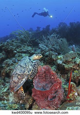 Diver and Hawksbill Turtle on caribbean reef. View Large Photo Image Stock Photograph - Diver and Hawksbill Turtle on caribbean reef.. Fotosearch