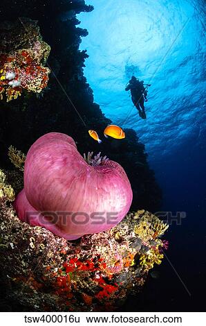 Diver and magnificent anemone, Fiji. View Large Photo Image Stock Photograph - Diver and magnificent anemone, Fiji.. Fotosearch