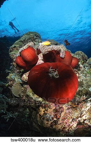 Diver and magnificent anemone, Fiji. View Large Photo Image Stock Photograph - Diver and magnificent anemone, Fiji.. Fotosearch