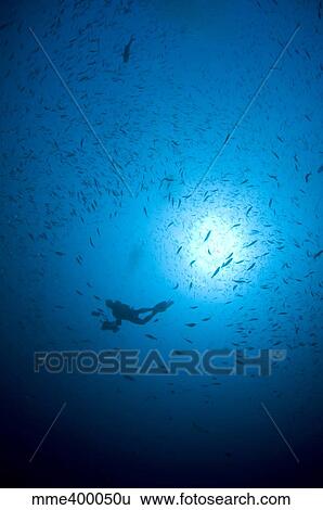 Diver and school of fish in blue water, Komodo, Indonesia. View Large Photo Image Stock Photograph - Diver and school of fish in blue water, Komodo, Indonesia.. Fotosearch