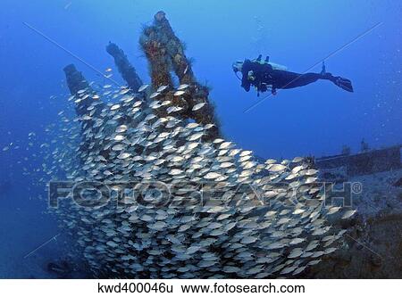 Stock Photograph - Diver and schooling fish on WWII U-352 German submarine sunk in Atlantic ocean.. Fotosearch
