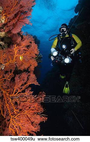 Diver and sea fans, Fiji. View Large Photo Image Stock Photograph - Diver and sea fans, Fiji.. Fotosearch