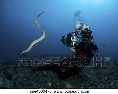 Diver and sea snake, Great Barrier Reef, Australia. View Large Photo Image Stock Photograph - Diver and sea snake, Great Barrier Reef, Australia.. Fotosearch