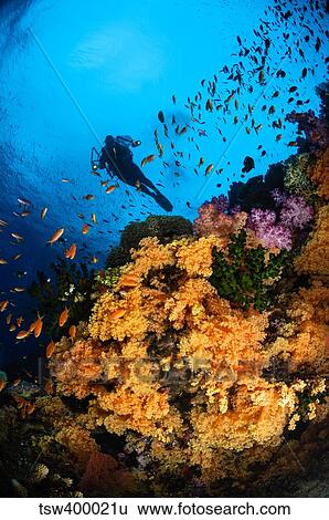 Diver and soft coral, Fiji. View Large Photo Image Stock Photograph - Diver and soft coral, Fiji.. Fotosearch