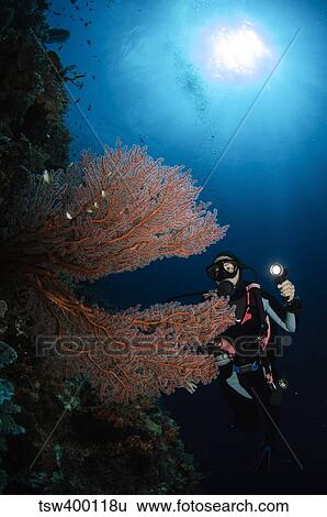 Stock Photograph - Diver by sea fans, Indonesia.. Fotosearch